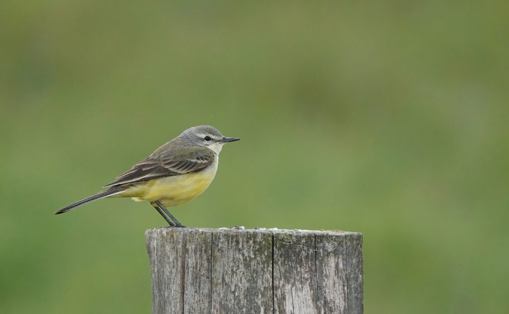 colorado window film bird divert