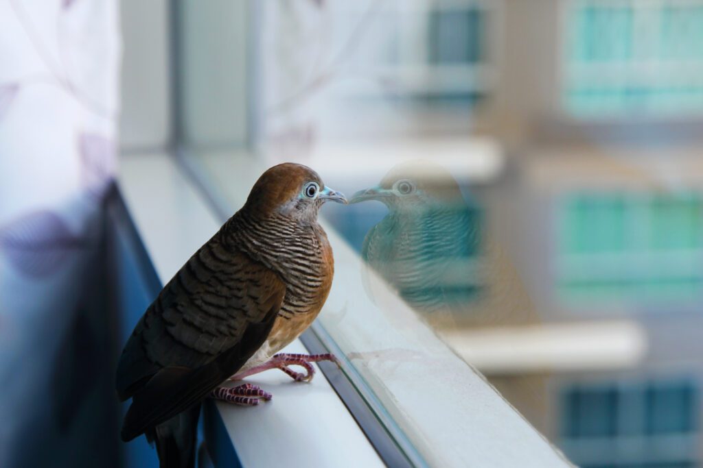 bird divert Colorado windows